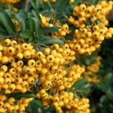 firethorn for sale firethorn for sale MARCH