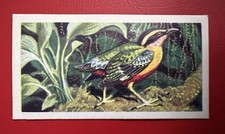 Brooke bond rhodesian for sale  HEMEL HEMPSTEAD