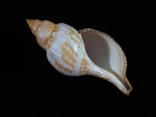 Concha do mar Fasciolaria tulipa 182mm ID#9014, usado comprar usado  Enviando para Brazil