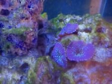 Reef tank marine for sale  SITTINGBOURNE