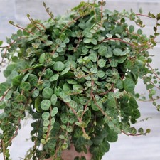 peperomia for sale peperomia for sale Reseda