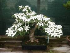 Flowering dogwood bonsai for sale  Russell