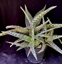 Aloe delta lights for sale  Palm City