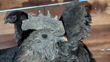 Ayam cemani hatching d'occasion  Expédié en Belgium