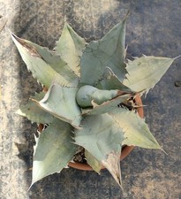 Agave titanota white usato  Brindisi