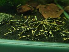 Lot crevettes cantonensis d'occasion  Truchtersheim