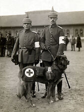 Leonberger red cross usato  Spedire a Italy