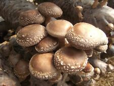 Seeds mushroom shiitake for sale  Shipping to United States