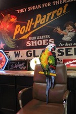 Rare poll parrot for sale  Edgerton