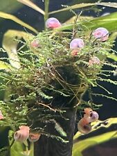 Pink ramshorn snails for sale  Boynton Beach