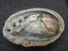 Abalone shell large for sale  Valencia