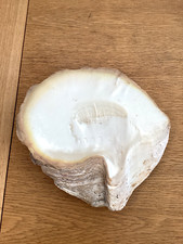 Large mother pearl for sale  LEIGH-ON-SEA
