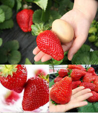 Fraise géante graines d'occasion  Expédié en France