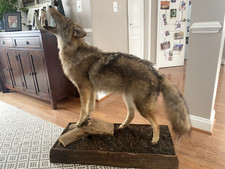Beautiful howling coyote for sale  Leesburg