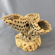 Unique cholla wood for sale  Fort Wayne