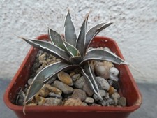 Agave schidigera shown for sale Agave schidigera shown for sale  PLYMOUTH