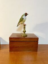 Taxidermy cabinet curiosités usato  Roma