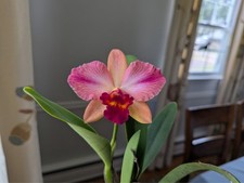 cattleya orchid for sale  Feasterville Trevose