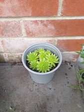Sempervivum arachnoideum spide for sale  SOUTHAMPTON