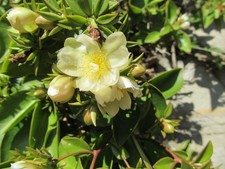 pereskia for sale  LONDON