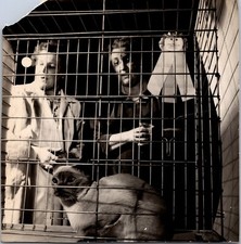 cat cage for sale cat cage for sale South Charleston