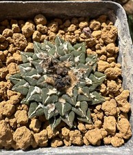 Ariocarpus kotschoubeyanus sla usato  Valdastico