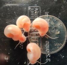 Pink ramshorn snails for sale  Santa Ana