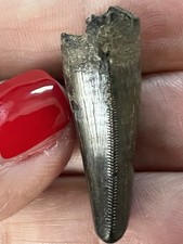 Small rex tooth for sale  Miles City
