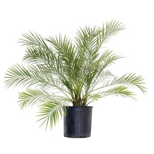 Miniature date palm for sale  Houston