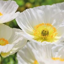 Poppy seeds selection for sale  WORTHING