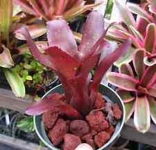 Bromeliad neoregelia halloween for sale  Miami