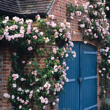 Roses plants bare for sale  MELTON MOWBRAY