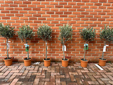Olive tree 80cm for sale  CRAWLEY