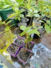 Loquat tree pot for sale  Caryville