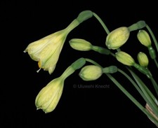 Stenomesson pearcei reticulate d'occasion  Expédié en Belgium