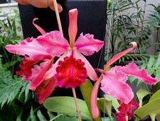 Cattleya dowiana var. for sale  SANDBACH