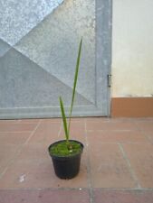 Pianta phoenix dactylifera usato  Buti
