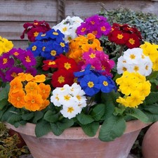 Polyanthus mini plug for sale  LONDON