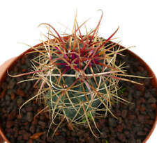 Ferocactus chrysacanthus spine usato  Napoli