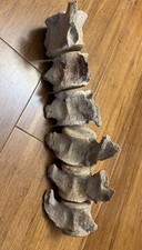 Plesiosaur vertebrae fossils for sale  Coppell