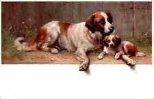 Hund hunde bernhardiner gebraucht kaufen  Wettenberg