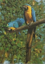 Animals postcard birds for sale  WATERLOOVILLE