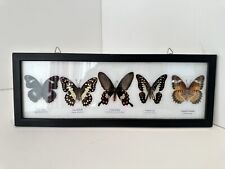 Vintage framed butterfly for sale  ABBOTS LANGLEY