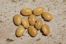 Glicine africano bolusanthus usato  Torino