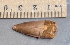 Fóssil de dente de dinossauro espinossauro 100 milhões de anos do Marrocos (#F7620) comprar usado  Enviando para Brazil