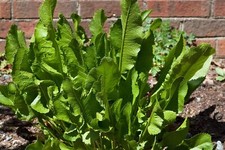 Armoracia rusticana meerrettic gebraucht kaufen  Westerstede