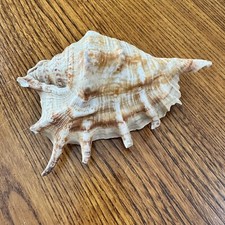 Large natural spider for sale  Shelby