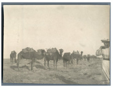 Algérie caravane dromadaires d'occasion Algérie caravane dromadaires d'occasion  Pagny-sur-Moselle