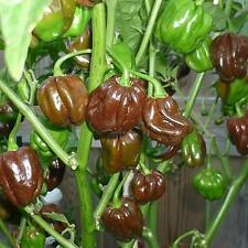 Semi peperoncino habanero usato  Trappeto