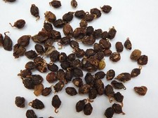 Cyphostemma currorii 100 for sale  Shipping to United Kingdom
